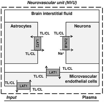 Functional Polarity of Microvascular Brain Endothelial Cells Supported by Neurovascular Unit Computational Model of Large Neutral Amino Acid Homeostasis